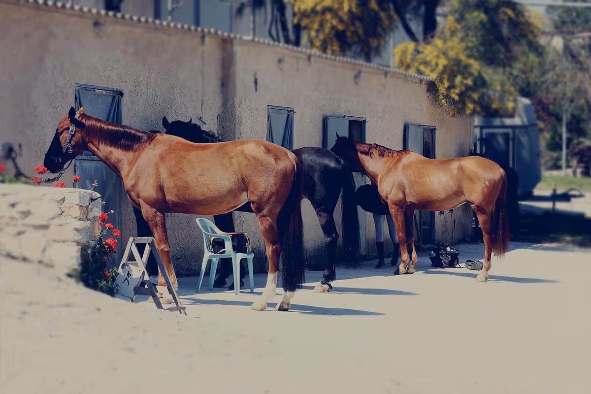 Horse riding